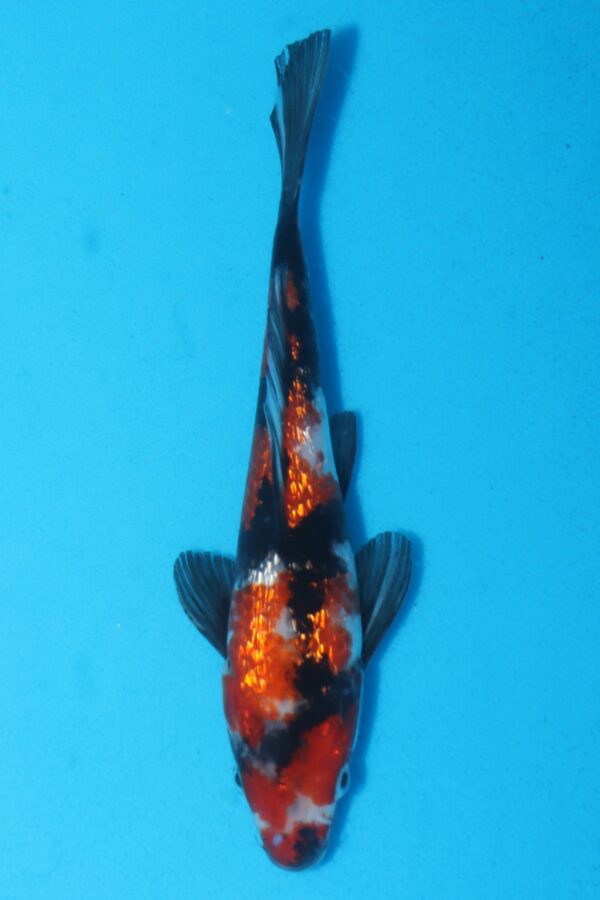 A3034 Auction koi- PLEASE READ THE NOTES IN THE DESCRIPTION BEFORE BIDDING.