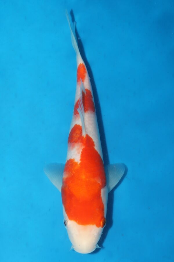 A3037 Auction koi- PLEASE READ THE NOTES IN THE DESCRIPTION BEFORE BIDDING