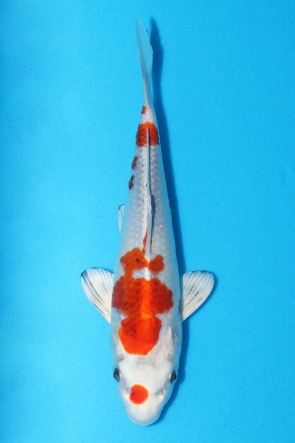 A3052 Auction koi-  PLEASE READ THE NOTES IN THE DESCRIPTION BEFORE BIDDING.
