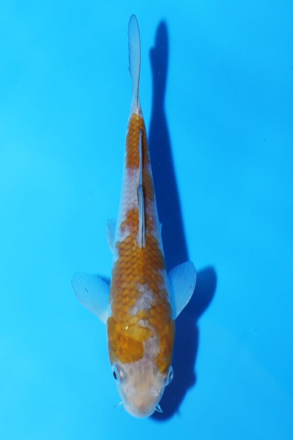 A3063  Auction koi- PLEASE READ THE NOTES IN THE DESCRIPTION BEFORE BIDDING.