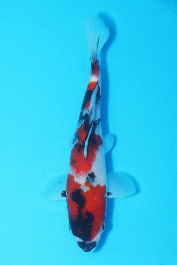 A3073 Auction koi - ISA ! PLEASE READ THE NOTES IN THE DESCRIPTION BEFORE BIDDING.