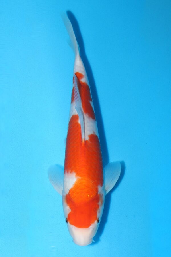 A3074 Auction koi - PLEASE READ THE NOTES IN THE DESCRIPTION BEFORE BIDDING.