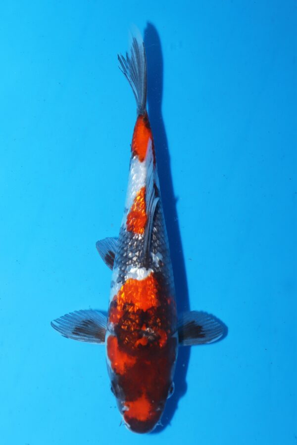 A3081 Auction koi- PLEASE READ THE NOTES IN THE DESCRIPTION BEFORE BIDDING.