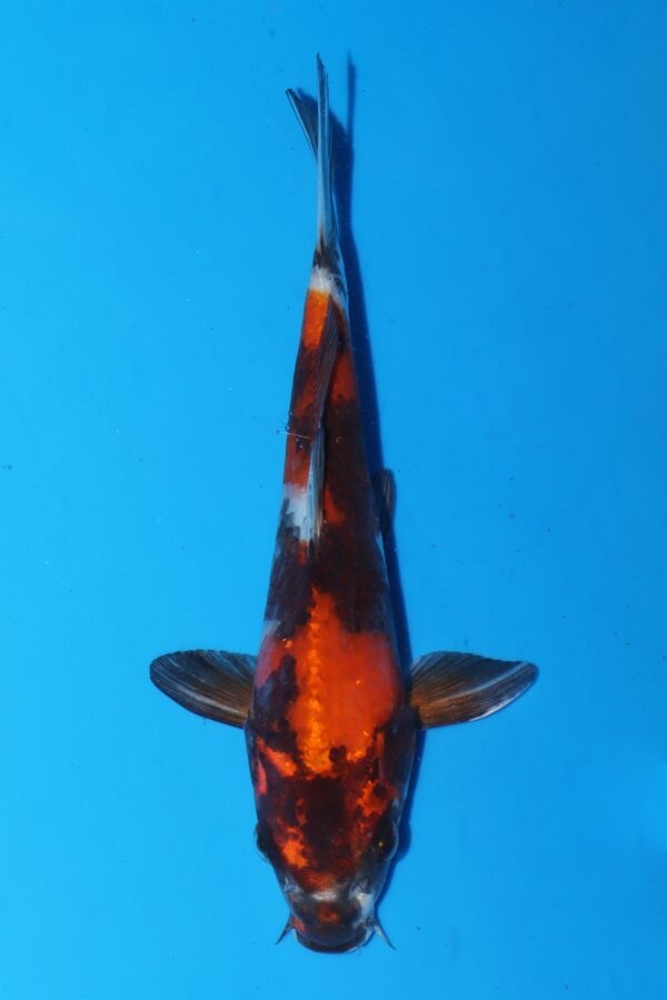 A3101 Auction koi-  PLEASE READ THE NOTES IN THE DESCRIPTION BEFORE BIDDING.