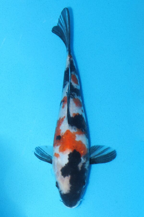 A3103 Auction koi-  PLEASE READ THE NOTES IN THE DESCRIPTION BEFORE BIDDING.