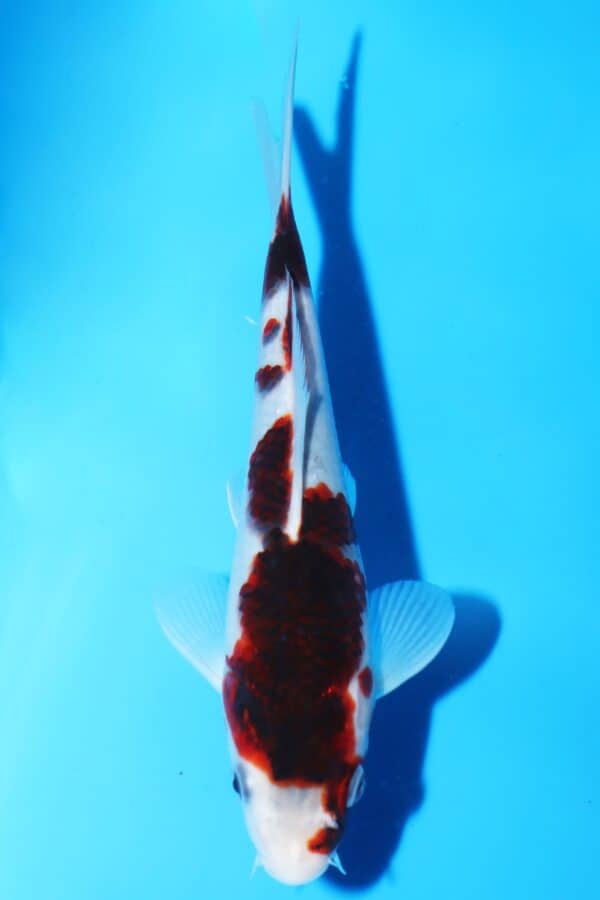 A3059  Auction koi-  PLEASE READ THE NOTES IN THE DESCRIPTION BEFORE BIDDING.