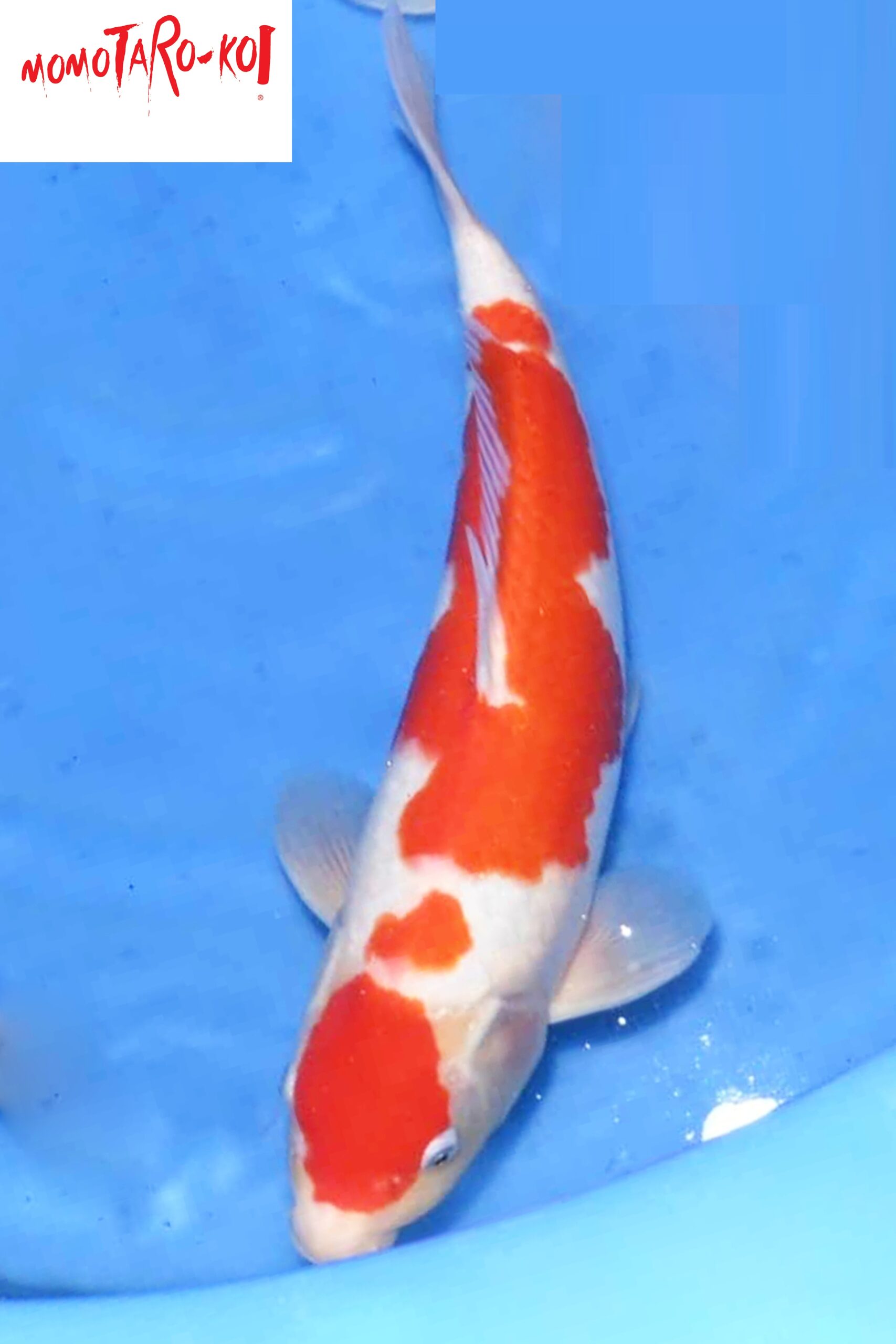 A-0149 - Kohaku - Momotaro