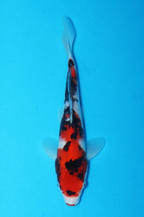 A3109 Auction koi- PLEASE READ THE NOTES IN THE DESCRIPTION BEFORE BIDDING.