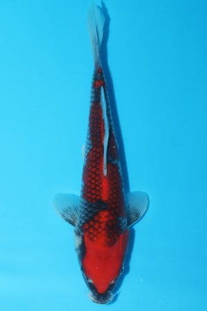 GK-2210 - Goshiki - Masaki