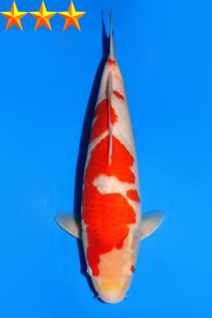 GK-2232 - Kohaku - Dainichi