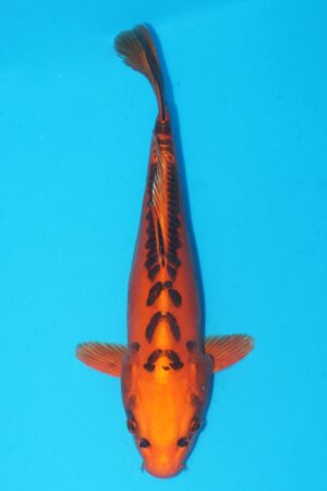 GK-2253 - Mizuho Ogon - Marusei