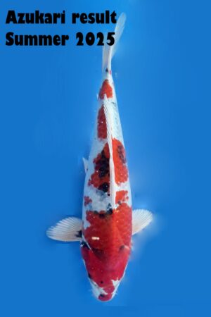 GK-3278 - Kin Showa - Tanaka Satoshi