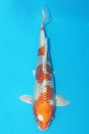 GK-2256 - Kujaku - Marusei