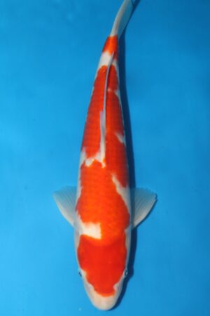 GK-2127 - Various - Torazo