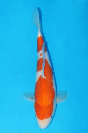 GK-3380 - Sanke - Momotaro