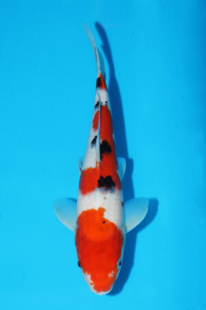 GK-3396 - Sanke - Momotaro