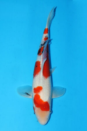 GK-3406 - Sanke - Momotaro