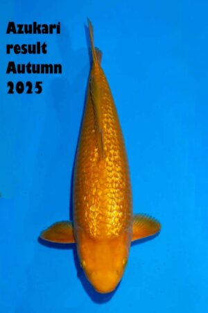 GK-3307 - Gin Rin Chagoi - Ogata