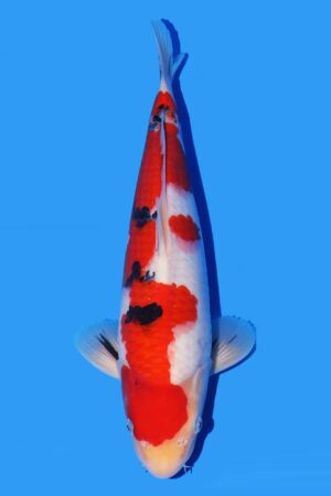GK-3073 - Sanke - Oya
