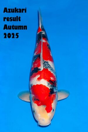 GK-3308 - Showa - Ogata