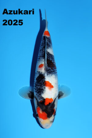GK-2340 - Showa - Omosako