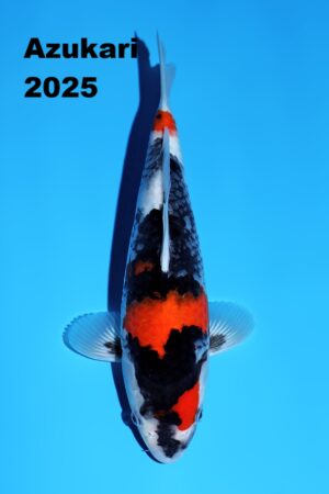 GK-2334 - Showa - Omosako