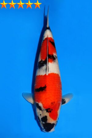 GK-2314 - Showa - Dainichi