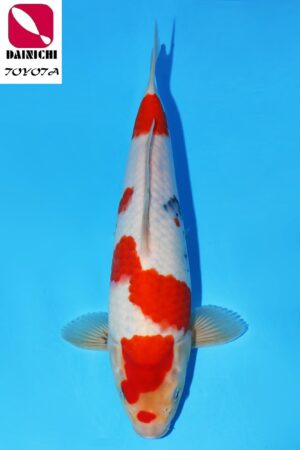 GK-2271 - Showa - Dainichi