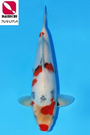 GK-2272 - Showa - Dainichi