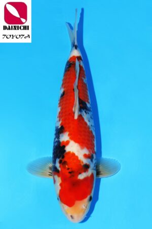 GK-2273 - Showa - Dainichi