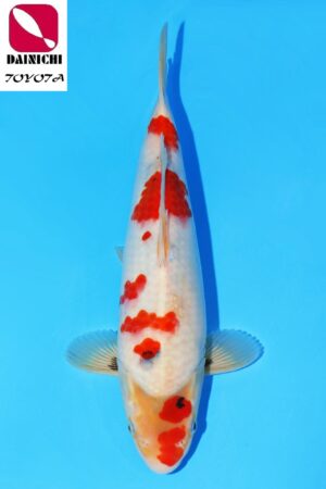 GK-2276 - Showa - Dainichi