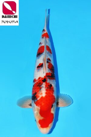 GK-2277 - Showa - Dainichi