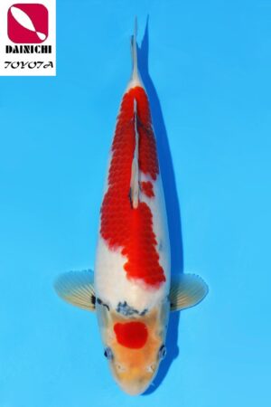 GK-2279 - Showa - Dainichi