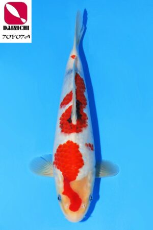 GK-2290 - Showa - Dainichi