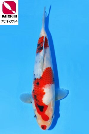 GK-2291 - Showa - Dainichi