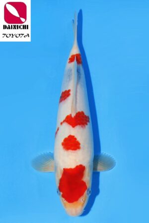 GK-2292 - Showa - Dainichi