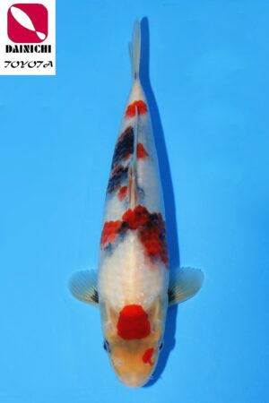 GK-2295 - Showa - Dainichi