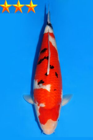 GK-2307 - Sanke - Dainichi