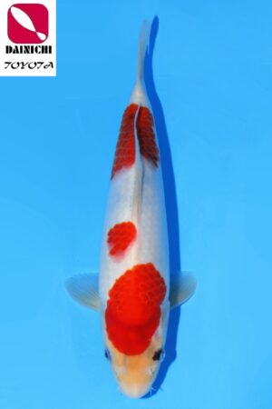 GK-2296 - Showa - Dainichi