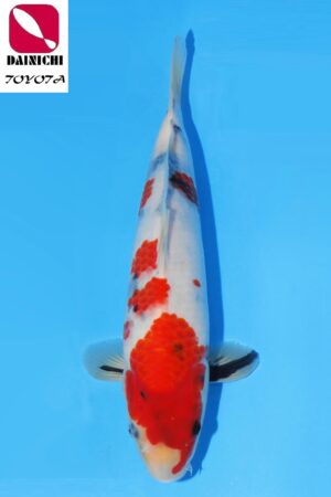 GK-2297 - Showa - Dainichi