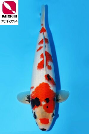 GK-2299 - Showa - Dainichi