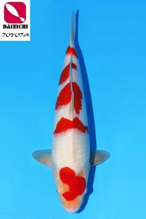 GK-2300 - Kohaku - Dainichi