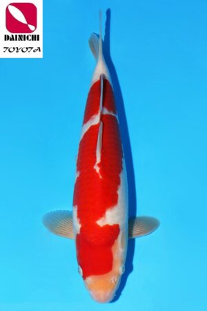 GK-2301 - Kohaku - Dainichi