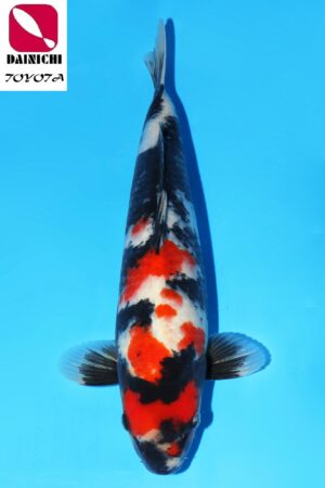 GK-2302 - Showa - Dainichi