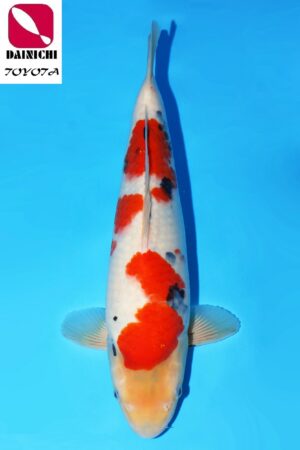 GK-2304 - Showa - Dainichi