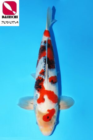 GK-2305 - Showa - Dainichi
