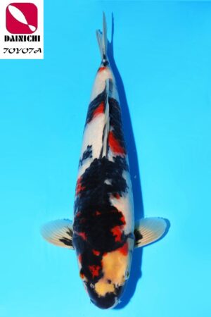 GK-2306 - Showa - Dainichi