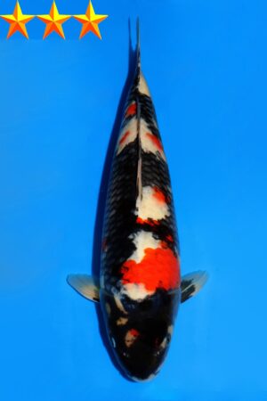 GK-2310 - Showa - Dainichi