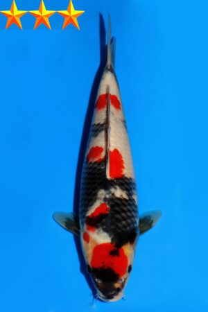 GK-2311 - Showa - Dainichi