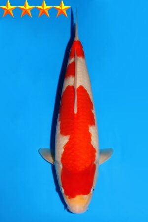 GK-2312 - Kohaku - Dainichi